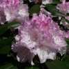Rhododendron Hybride 'Silberglanz'